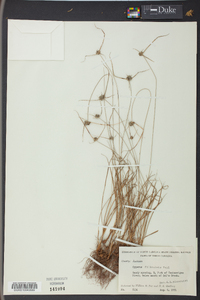 Cyperus filiculmis image