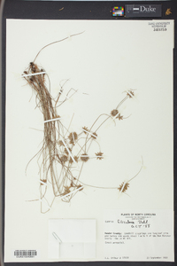 Cyperus filiculmis image