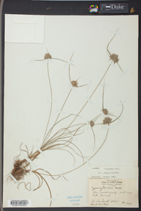 Cyperus filiculmis image