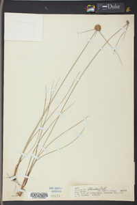 Cyperus filiculmis image