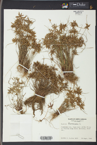 Cyperus flavescens image