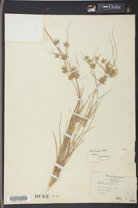 Cyperus flavescens image