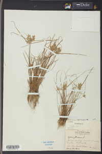 Cyperus flavescens image