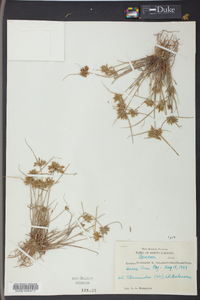 Cyperus flavescens image