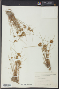 Cyperus flavescens image