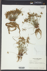 Cyperus flavescens image