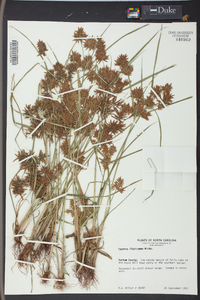 Cyperus flavicomus image