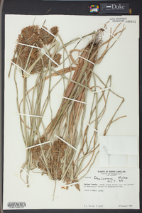 Cyperus flavicomus image