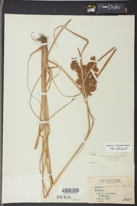 Cyperus flavicomus image