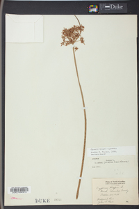 Cyperus haspan image