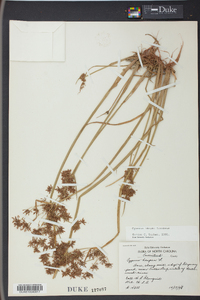 Cyperus haspan image