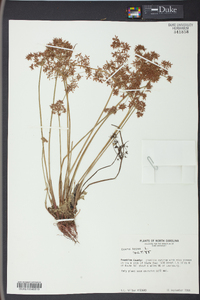 Cyperus haspan image