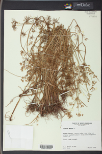 Cyperus haspan image