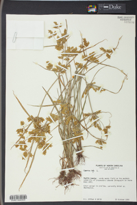 Cyperus iria image