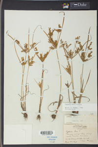 Cyperus iria image