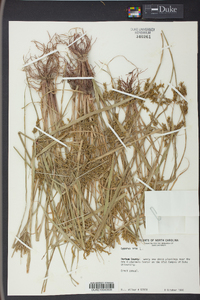 Cyperus iria image