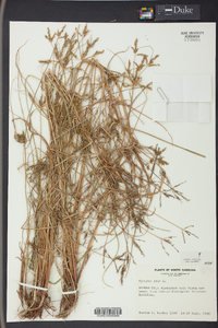 Cyperus iria image