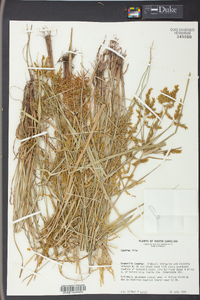 Cyperus iria image