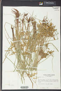 Cyperus iria image