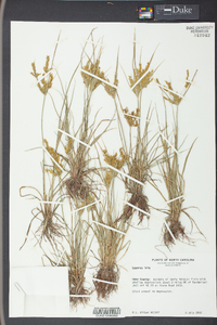 Cyperus iria image