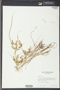 Cyperus iria image