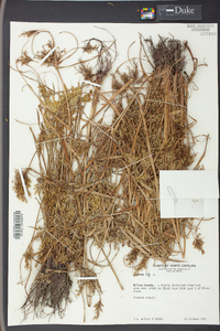 Cyperus iria image