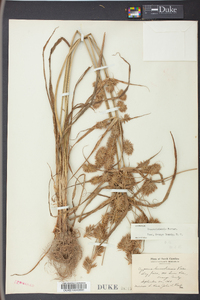 Cyperus lancastriensis image