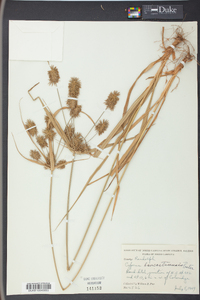 Cyperus lancastriensis image