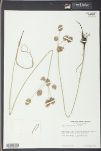 Cyperus lancastriensis image