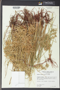 Cyperus lecontei image