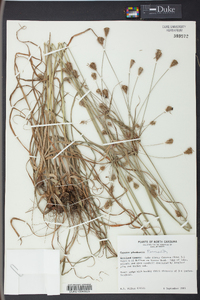 Cyperus plukenetii image