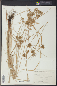 Cyperus polystachyos image