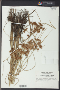 Cyperus pseudovegetus image