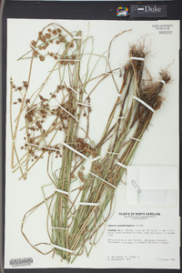 Cyperus pseudovegetus image