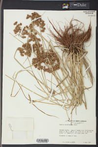 Cyperus pseudovegetus image