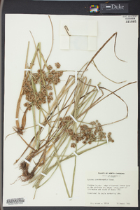 Cyperus pseudovegetus image