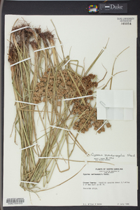 Cyperus pseudovegetus image