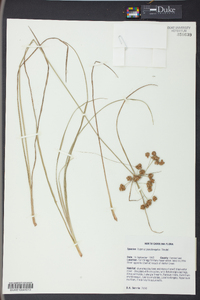 Cyperus pseudovegetus image