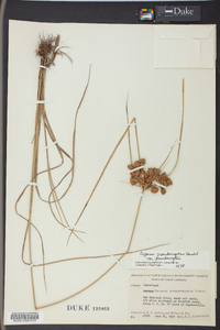 Cyperus pseudovegetus image