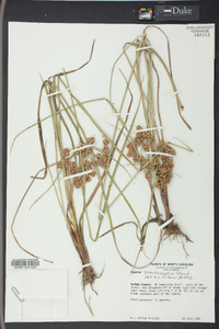 Cyperus pseudovegetus image