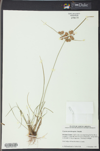 Cyperus pseudovegetus image