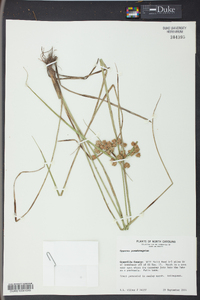 Cyperus pseudovegetus image