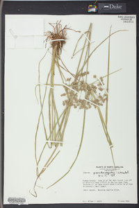 Cyperus pseudovegetus image