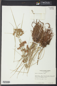 Cyperus pseudovegetus image