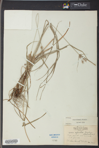 Cyperus retrofractus image