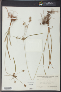 Cyperus retrofractus image