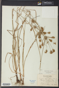 Cyperus retrofractus image