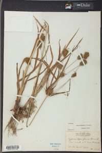 Cyperus retrofractus image