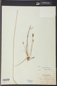 Cyperus retrofractus image