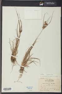 Cyperus retrorsus image